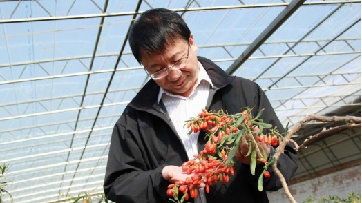 輝煌75載 與共和國同成長的勞動(dòng)模范｜曹有龍：一生只為枸杞紅