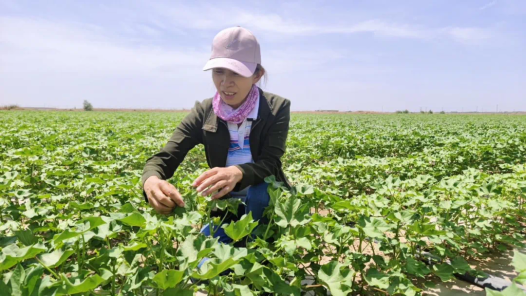 輝煌75載 與共和國同成長的勞動(dòng)模范丨我自豪 為棉田增收添磚加瓦