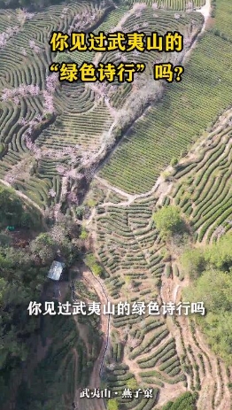 何以中國｜武夷山燕子窠：巖石飛鳥孵出一座茶山